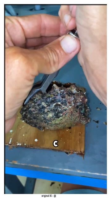 Как работает жемчужная ферма? (🎥 - @kamokapearl) IG смотреть онлайн