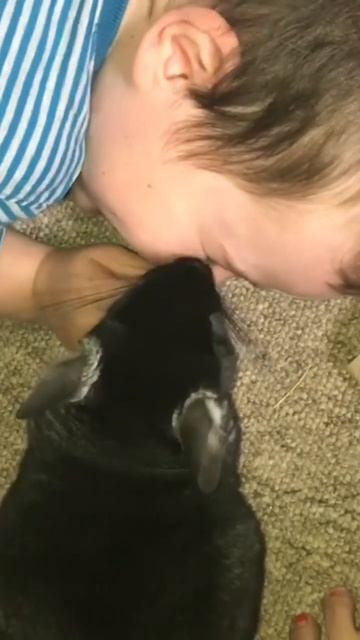 Cute kisses and giggles 💕 #shorts #chinchilla смотреть онлайн