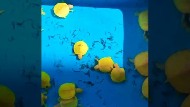 Albino Red Eared Turtles Eating смотреть онлайн