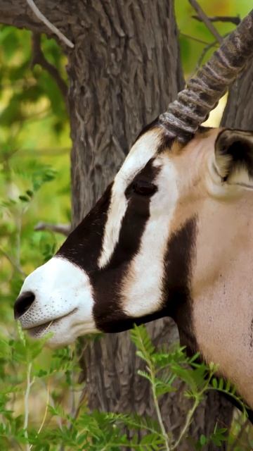 The East African Oryx Antelope #shorts смотреть онлайн