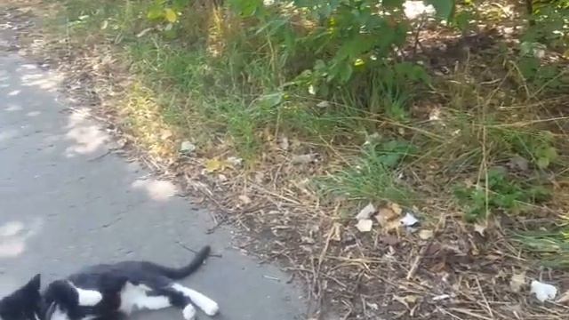 Ищу малышей, а они убегают...дикие смотреть онлайн