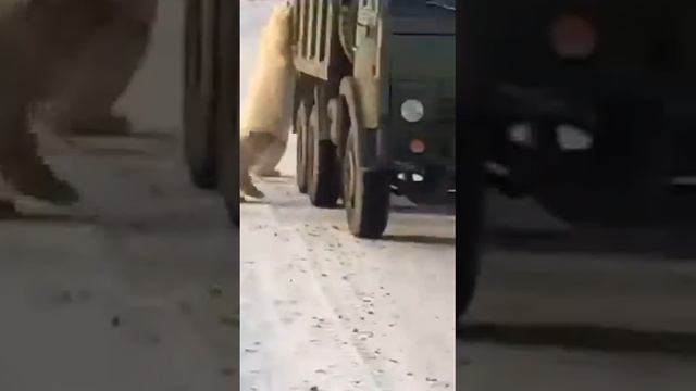 Голодные медведи..чуть не съели водителя КАМАЗа... смотреть онлайн