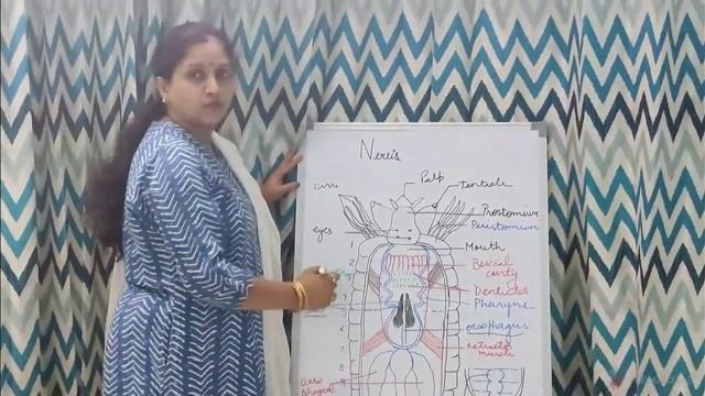 DIGESTIVE SYSTEM  OF NEREIS