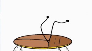 я весёлый таракан l песня l мой мультик