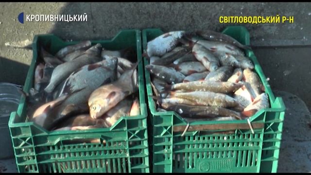 Рибні господарства Кіровоградщини виловили рекордну кількість риби за день смотреть онлайн