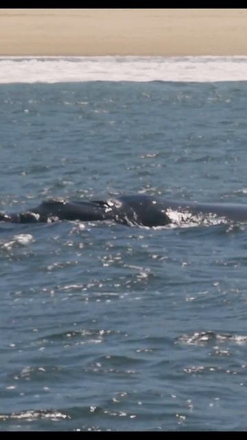 Chasing Giants: Plett's Southern Right Whales & Seal Colony🐋 смотреть онлайн