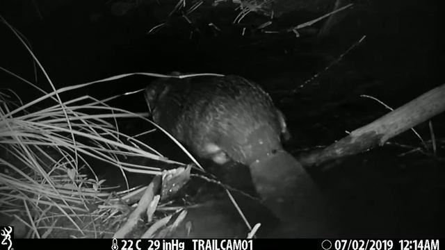 Бобр. Снято фотоловушкой смотреть онлайн