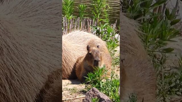 The Capybara Song Official Music Video - 24 HOUR LOOP 🎶🎶 смотреть онлайн