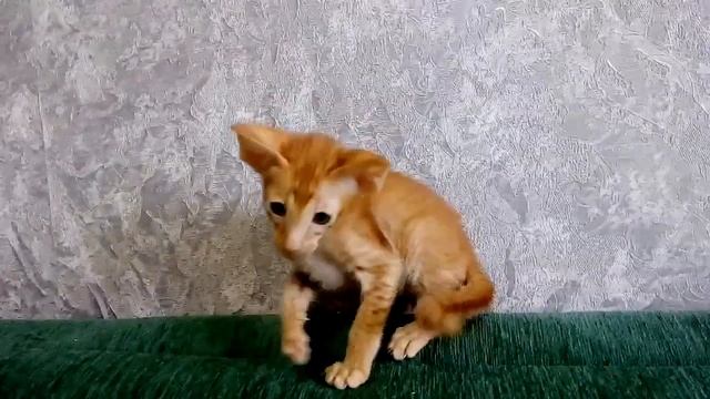 VID 20170604 140428 смотреть онлайн