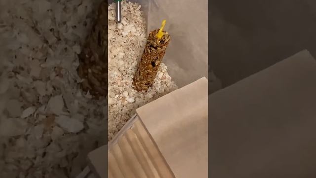 Что нужно для хомячка 👀 смотреть онлайн