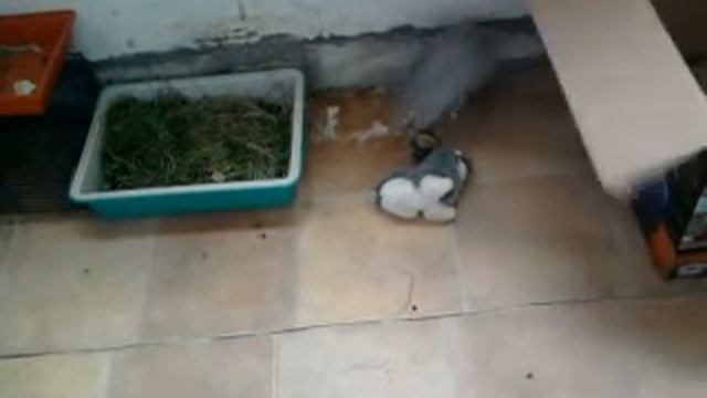 Кролик Тимофей :) ч.1 смотреть онлайн