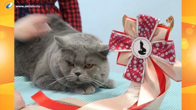 Живая среда смотреть онлайн