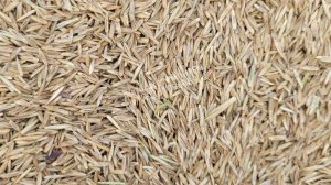 Посев многолетних трав