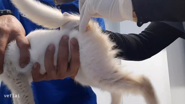 MANGE IN A KITTEN смотреть онлайн