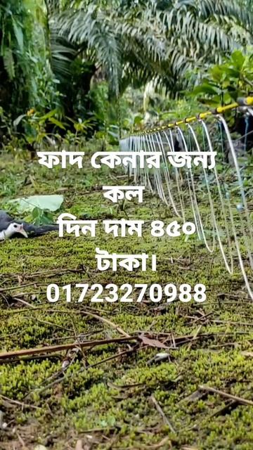 waterhen bird trap easy.bird trap catching.ruak ruak bird trap. смотреть онлайн