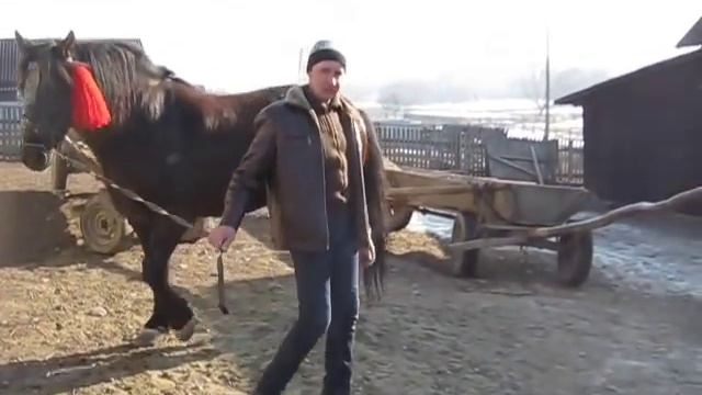 Коні Ваговози. Гарний робочий кінь смотреть онлайн