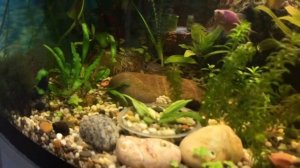 25.05.21 Гурами снежинка переела🤣