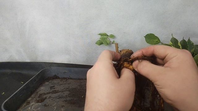 √1,√2 фикус Бенджамина 127 (Бонсай) воздушная отводка с большего дерева