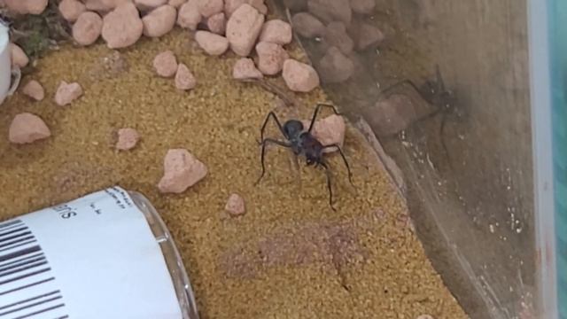 Camponotus singularis #1 Ameisen Comedy смотреть онлайн