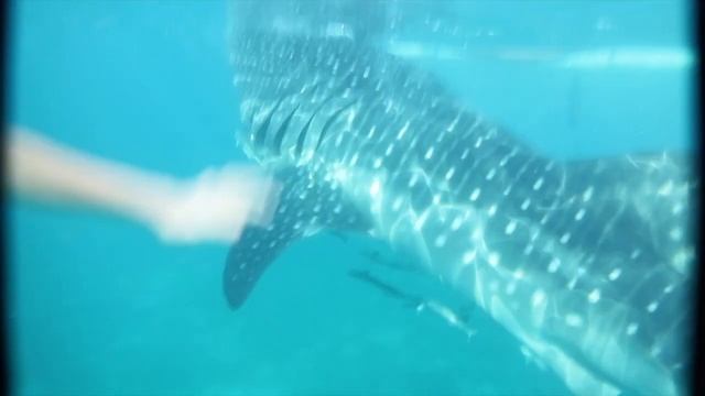 Oslob Whale Sharks смотреть онлайн