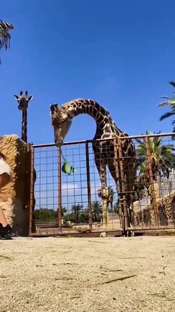 girafa comeu a criança 😨😨😨 #shorts #shortvideos смотреть онлайн