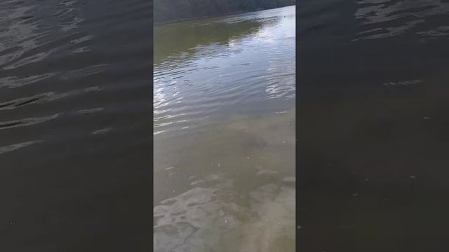 Рыбалка. Сазан на 5 кг. смотреть онлайн