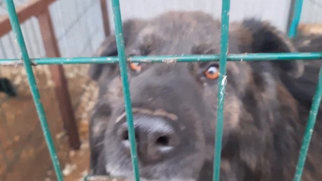 23.12.2022. Кинологи в приюте для бездомных животных "Лисёна". смотреть онлайн