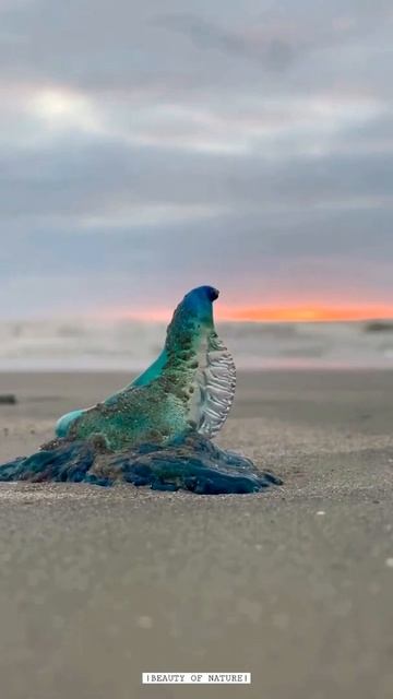 This Portuguese Man O' War is known for its painful sting…📍Galveston, Texas#shorts смотреть онлайн