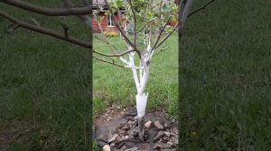 Пояс от муравьёв на плодовых деревьях.