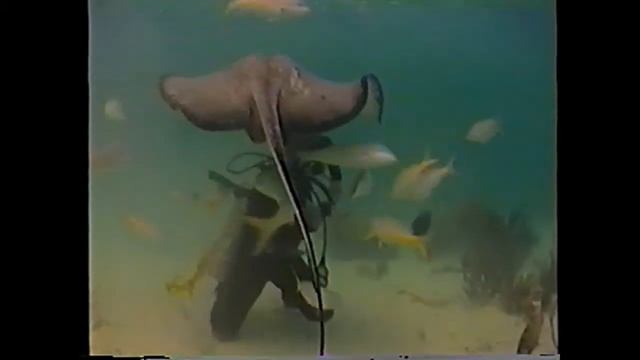 Diving with Stingrays on Grand Cayman Island смотреть онлайн