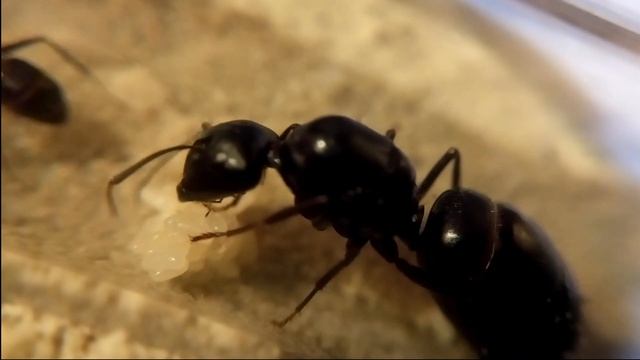 🐜 Camponotus japonicus - first eggs смотреть онлайн