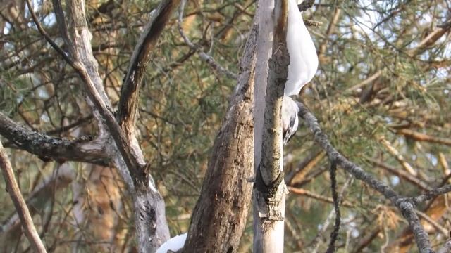 Большой пестрый дятел 11 марта смотреть онлайн