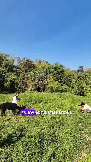 Walk with Alpaca in Nuanu city! Book Your spot now) #canggu #tanahlot #bali #alpaca #balivacation смотреть онлайн