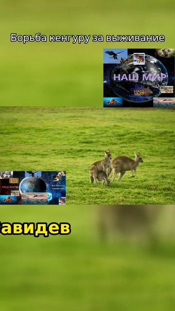 Выживание кенгуру #shorts смотреть онлайн