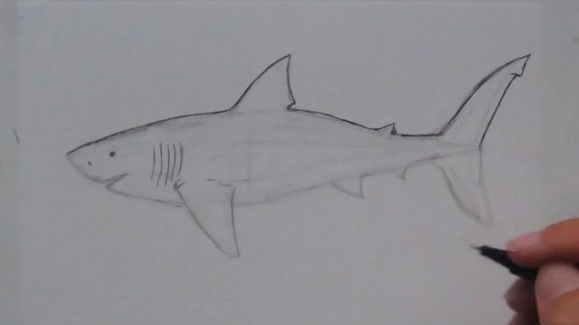How to Draw a Great White Shark - Drawing Tutorial смотреть онлайн