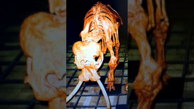 Интересные факты о карликовых слонах смотреть онлайн