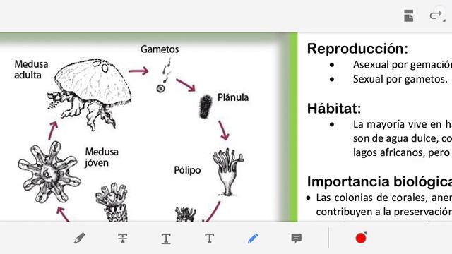 Revista Taxonómica: Cnidarios смотреть онлайн