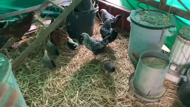 Speckled Sussex VS Welsummer rural king mixup! смотреть онлайн