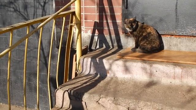 001 18 02 2016 Г ДВОРОВЫЕ ...ВСЕ ТАКИЕ ЖЕ ДИКИЕ ... смотреть онлайн