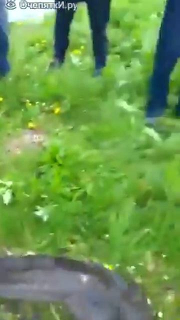 Рыба монстр из Сибири смотреть видео прикол 056 смотреть онлайн