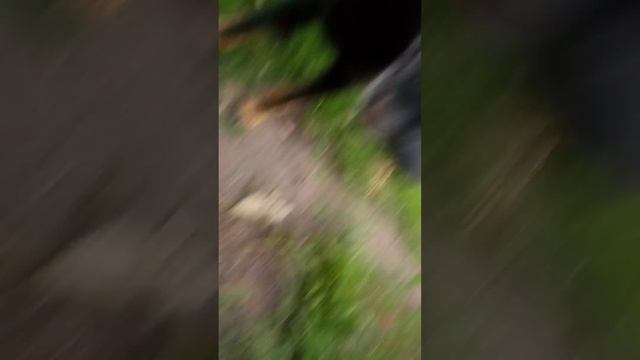 Собачка живет во дворе сам!!! смотреть онлайн