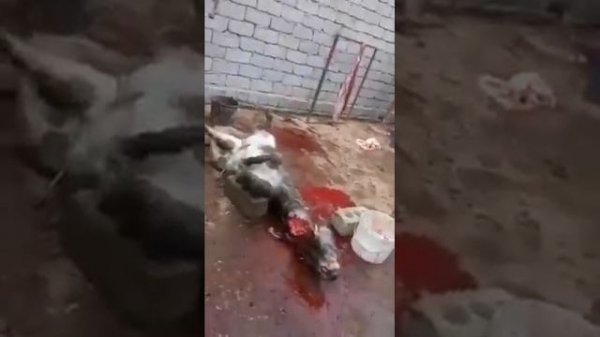 Қашқадарёда вахший қотиллар ушланди. 😜