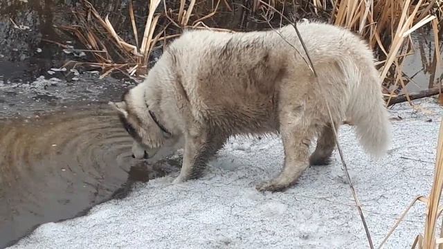 Пока только попить... купаться рано🙄 смотреть онлайн