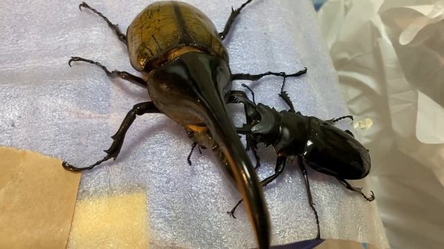 ダールマンツヤクワガタvsヘラクレスヘラクレス　Odontolabis dalmanni vs Dynastes hercules hercules смотреть онлайн