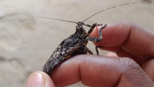 brown Pseudophyllinae#beautiful #pi pa ke right#dangerous #pi#pa#ke#right смотреть онлайн