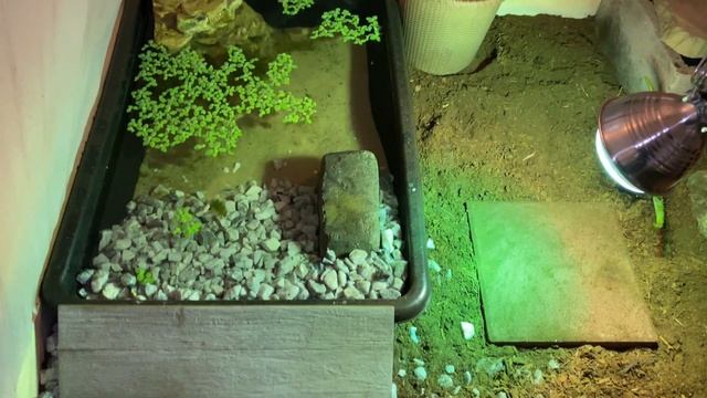 My NEW BABY RED FOOT TORTOISE + DIY TORTOISE TABLE смотреть онлайн