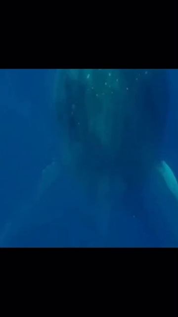 Whale sleeping смотреть онлайн