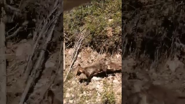 В Приамурье провели летнюю фотосессию для лисы смотреть онлайн