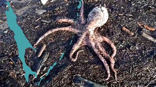 Дары Моря. смотреть онлайн