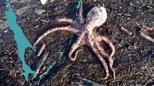 Дары Моря.